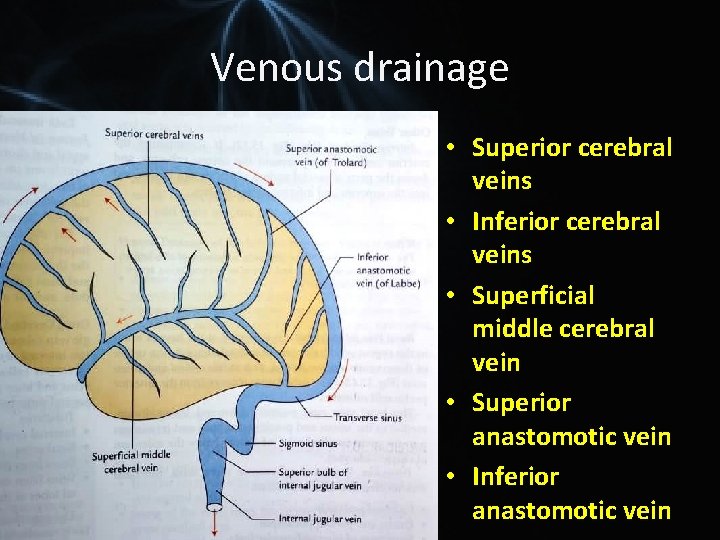 Venous drainage • Superior cerebral veins • Inferior cerebral veins • Superficial middle cerebral