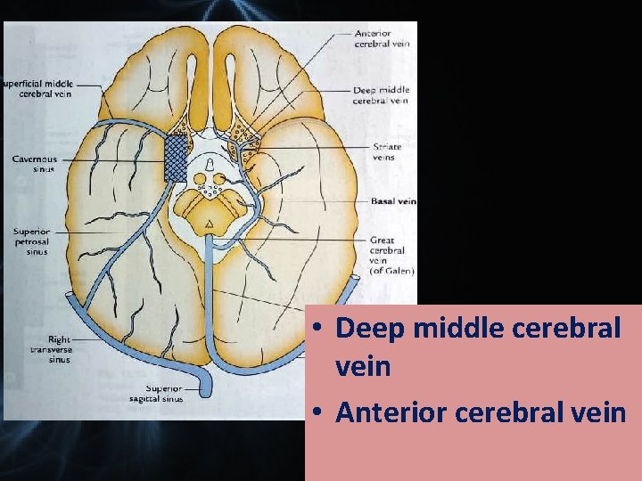  • Deep middle cerebral vein • Anterior cerebral vein 