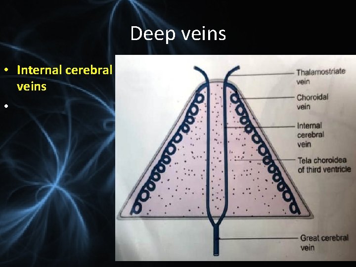 Deep veins • Internal cerebral veins • 