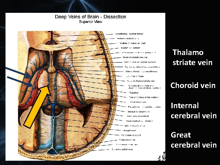 Thalamo striate vein Choroid vein Internal cerebral vein Great cerebral vein 