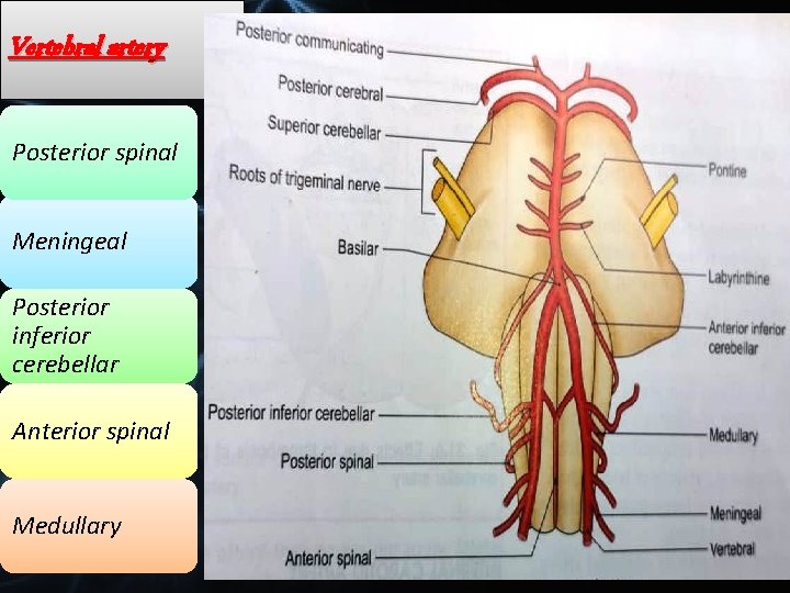 Vertebral artery Posterior spinal Meningeal Posterior inferior cerebellar Anterior spinal Medullary 