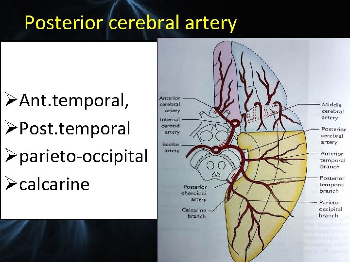 Posterior cerebral artery ØAnt. temporal, ØPost. temporal Øparieto-occipital Øcalcarine 