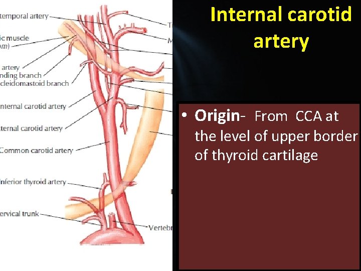 Internal carotid artery • Origin- From CCA at the level of upper border of