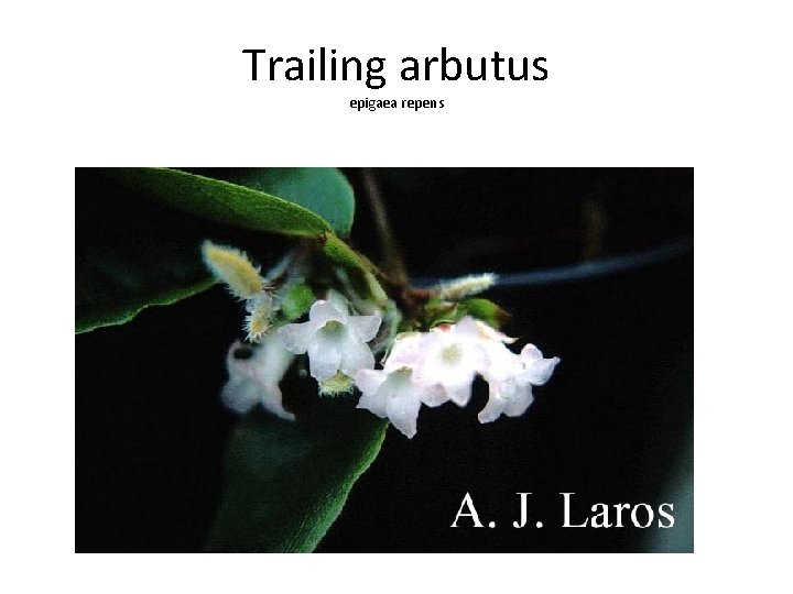 Trailing arbutus epigaea repens 