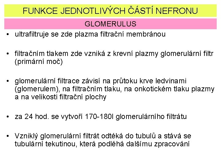 FUNKCE JEDNOTLIVÝCH ČÁSTÍ NEFRONU GLOMERULUS • ultrafiltruje se zde plazma filtrační membránou • filtračním