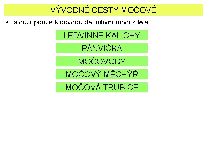 VÝVODNÉ CESTY MOČOVÉ • slouží pouze k odvodu definitivní moči z těla LEDVINNÉ KALICHY