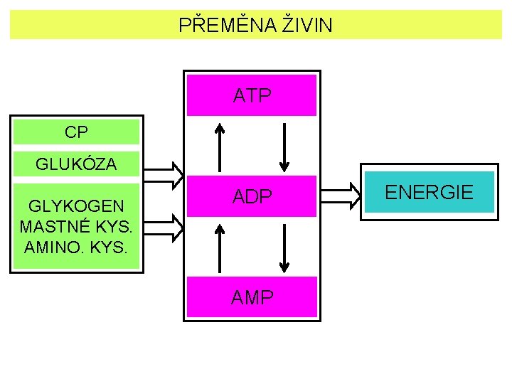 PŘEMĚNA ŽIVIN ATP CP GLUKÓZA GLYKOGEN MASTNÉ KYS. AMINO. KYS. ADP AMP ENERGIE 