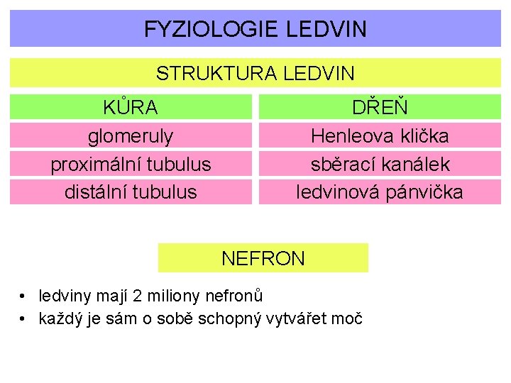 FYZIOLOGIE LEDVIN STRUKTURA LEDVIN KŮRA glomeruly proximální tubulus distální tubulus DŘEŇ Henleova klička sběrací