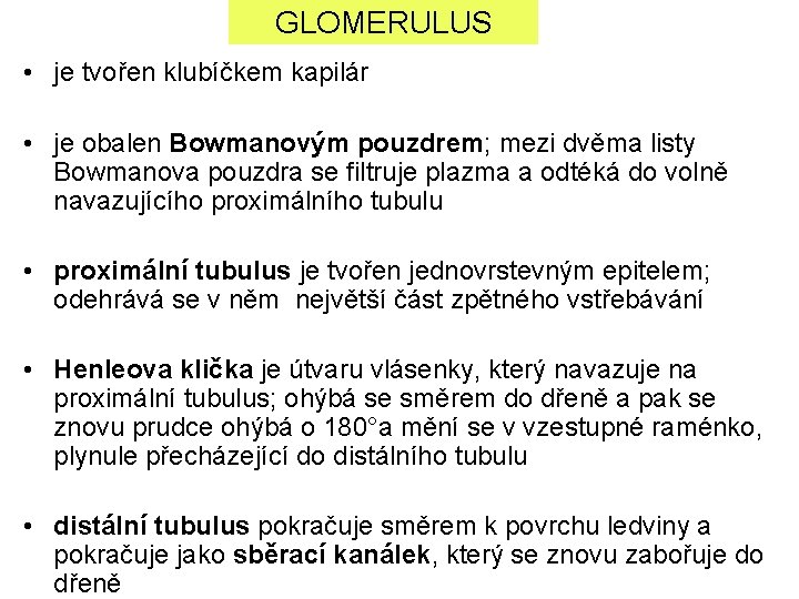 GLOMERULUS • je tvořen klubíčkem kapilár • je obalen Bowmanovým pouzdrem; mezi dvěma listy