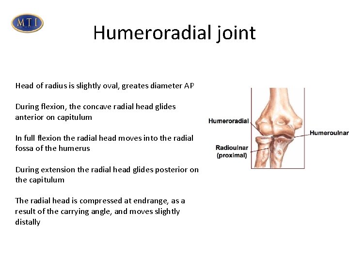 Humeroradial joint Head of radius is slightly oval, greates diameter AP During flexion, the