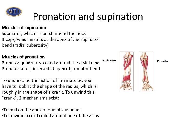 Pronation and supination Muscles of supination Supinator, which is coiled around the neck Biceps,