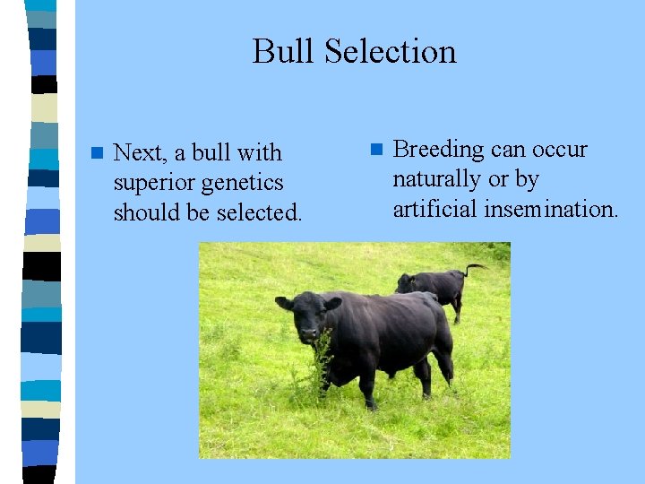  Bull Selection n Next, a bull with superior genetics should be selected. n