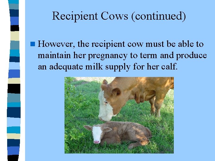 Recipient Cows (continued) n However, the recipient cow must be able to maintain her