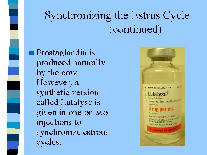  Synchronizing the Estrus Cycle (continued) n Prostaglandin is produced naturally by the cow.