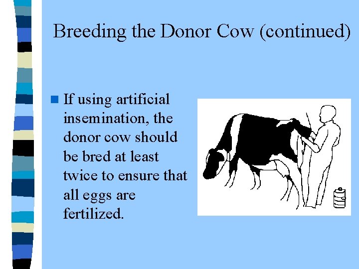  Breeding the Donor Cow (continued) n If using artificial insemination, the donor cow