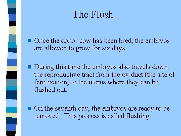 The Flush n Once the donor cow has been bred, the embryos are allowed