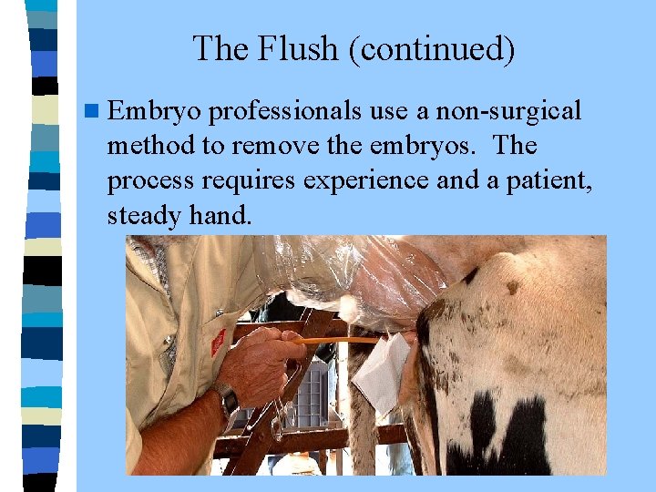 The Flush (continued) n Embryo professionals use a non-surgical method to remove the embryos.