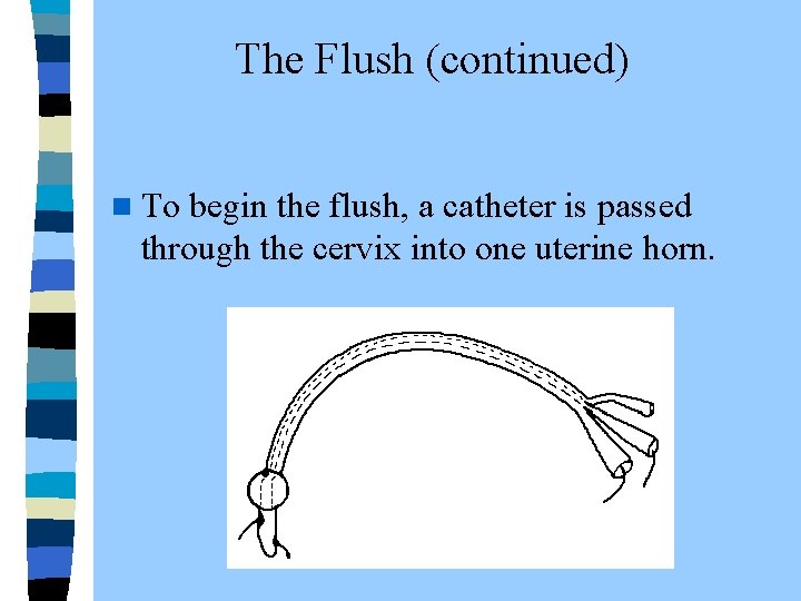 The Flush (continued) n To begin the flush, a catheter is passed through the