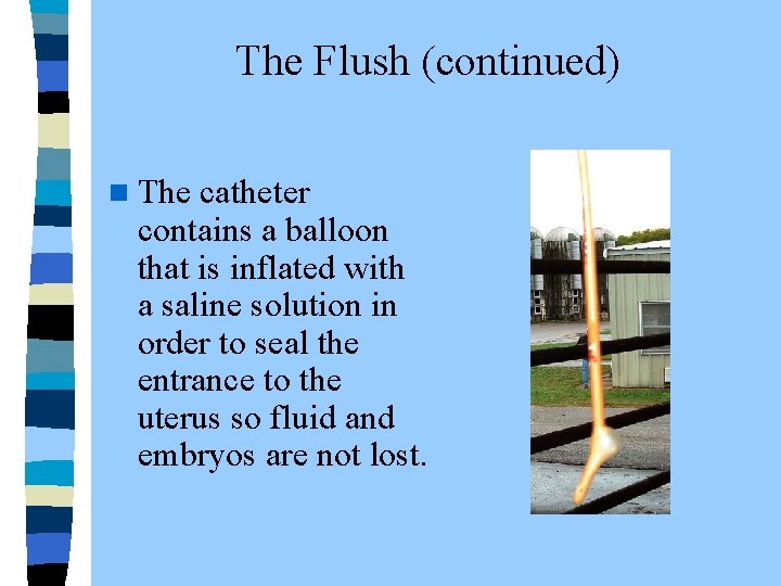 The Flush (continued) n The catheter contains a balloon that is inflated with a