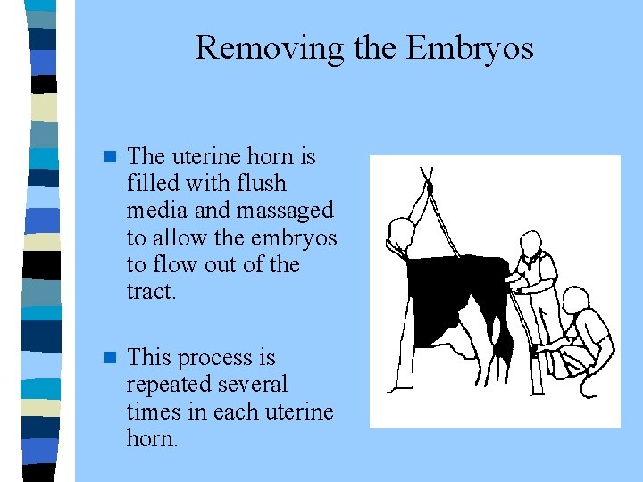  Removing the Embryos n The uterine horn is filled with flush media and