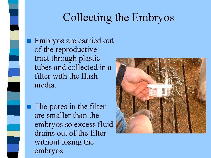  Collecting the Embryos n Embryos are carried out of the reproductive tract through