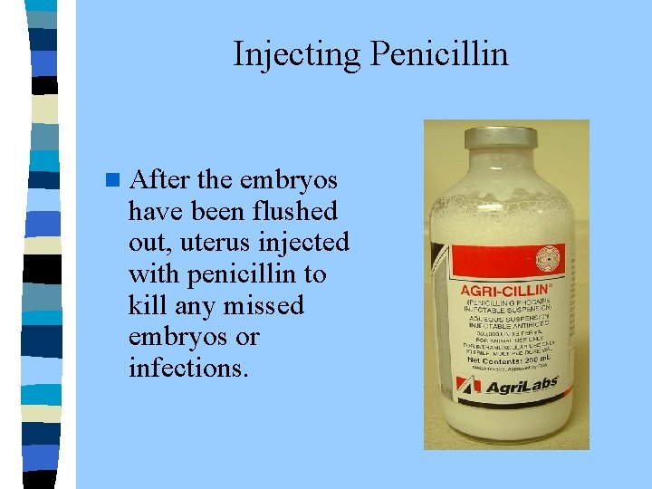  Injecting Penicillin n After the embryos have been flushed out, uterus injected with