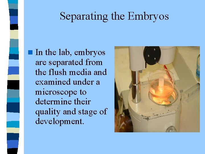  Separating the Embryos n In the lab, embryos are separated from the flush