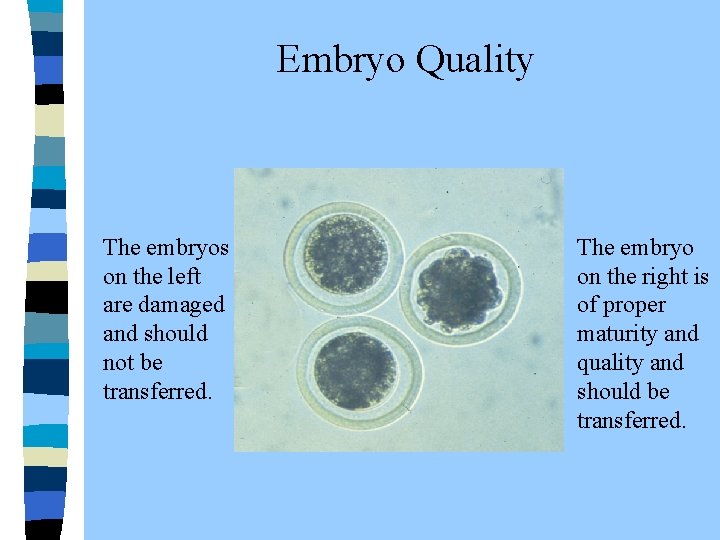 Embryo Quality The embryos on the left are damaged and should not be transferred.