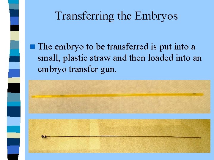  Transferring the Embryos n The embryo to be transferred is put into a