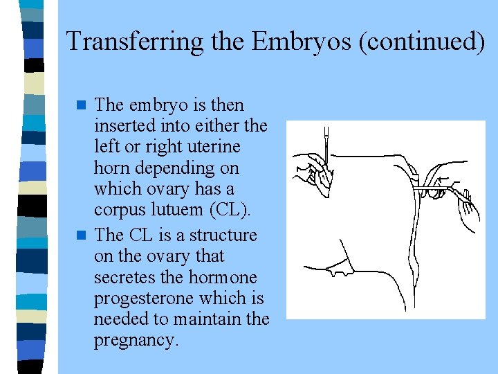  Transferring the Embryos (continued) The embryo is then inserted into either the left