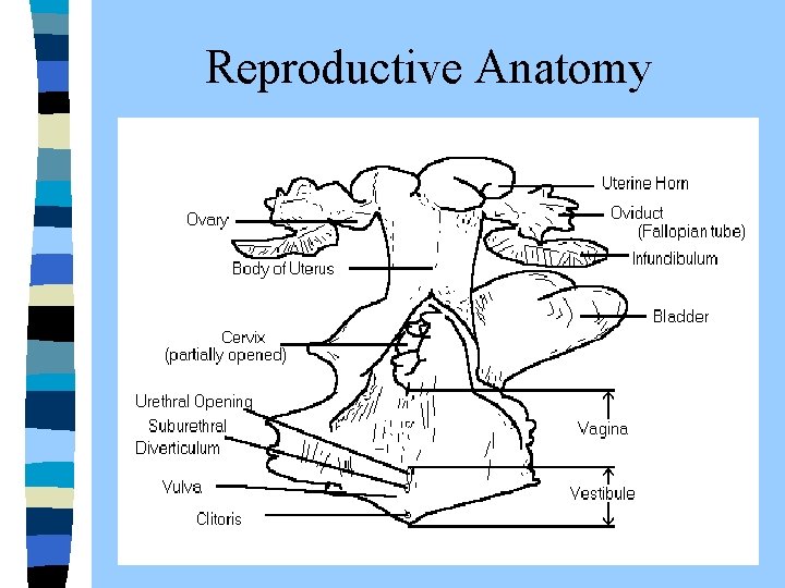  Reproductive Anatomy 