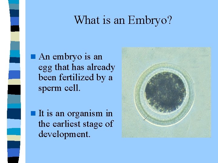  What is an Embryo? n An embryo is an egg that has already