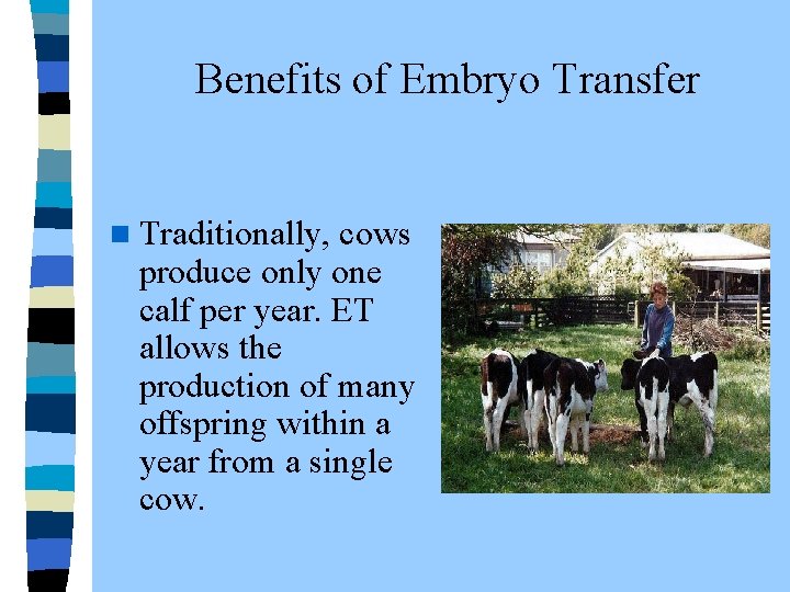  Benefits of Embryo Transfer n Traditionally, cows produce only one calf per year.