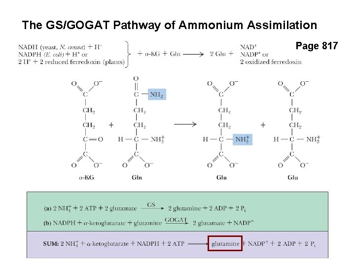 The GS/GOGAT Pathway of Ammonium Assimilation Page 817 