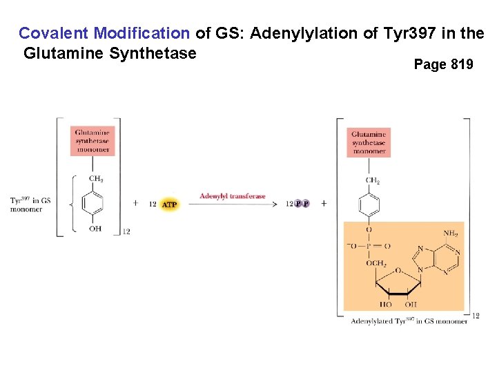 Covalent Modification of GS: Adenylylation of Tyr 397 in the Glutamine Synthetase Page 819