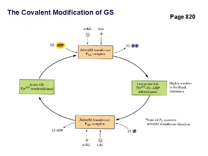 The Covalent Modification of GS Page 820 
