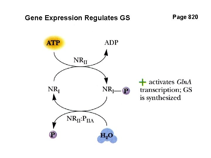 Gene Expression Regulates GS Page 820 
