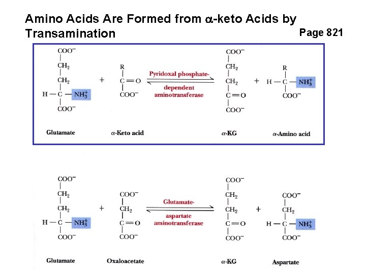 Amino Acids Are Formed from a-keto Acids by Page 821 Transamination 