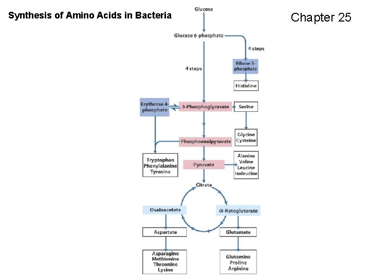 Synthesis of Amino Acids in Bacteria Chapter 25 