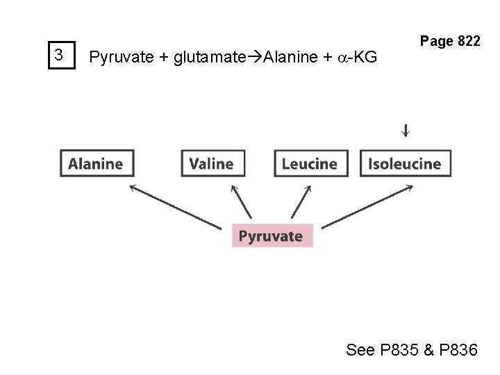 3 Pyruvate + glutamate Alanine + a-KG Page 822 See P 835 & P