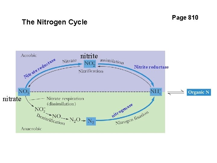 Page 810 The Nitrogen Cycle te a r it uc red e tas nitrite