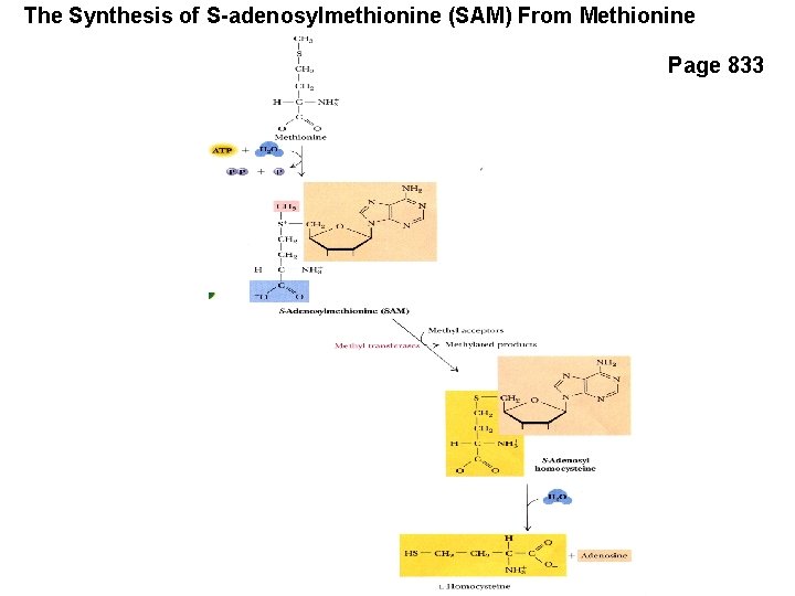 The Synthesis of S-adenosylmethionine (SAM) From Methionine Page 833 