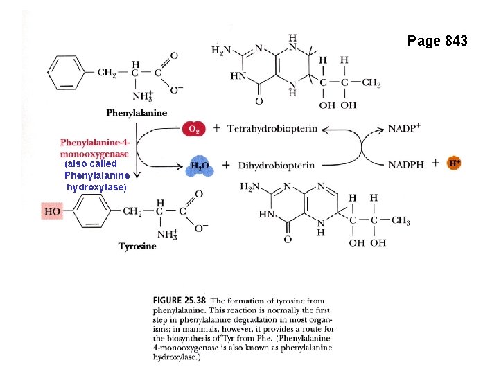 Page 843 (also called Phenylalanine hydroxylase) 