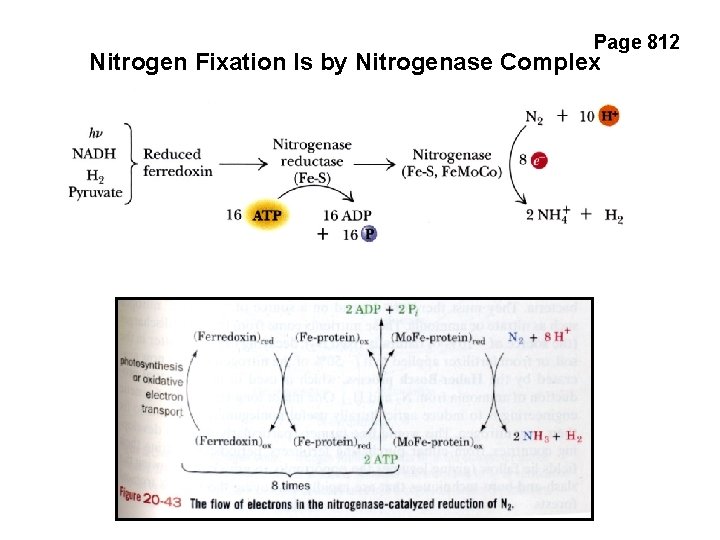 Page 812 Nitrogen Fixation Is by Nitrogenase Complex 