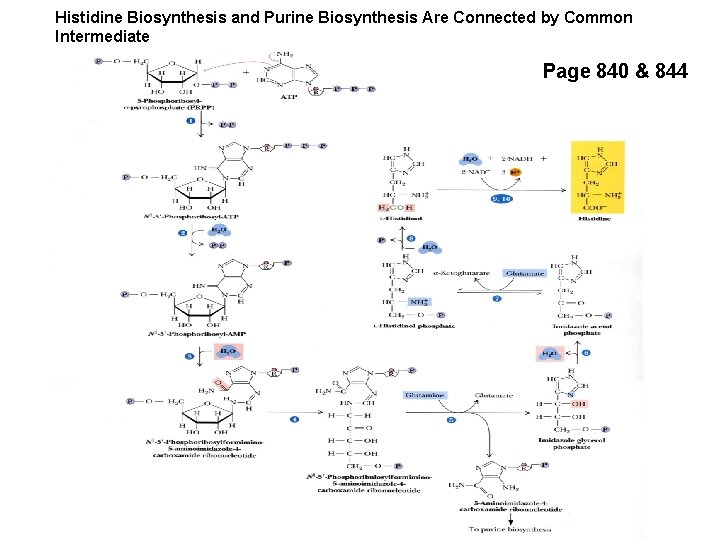 Histidine Biosynthesis and Purine Biosynthesis Are Connected by Common Intermediate Page 840 & 844