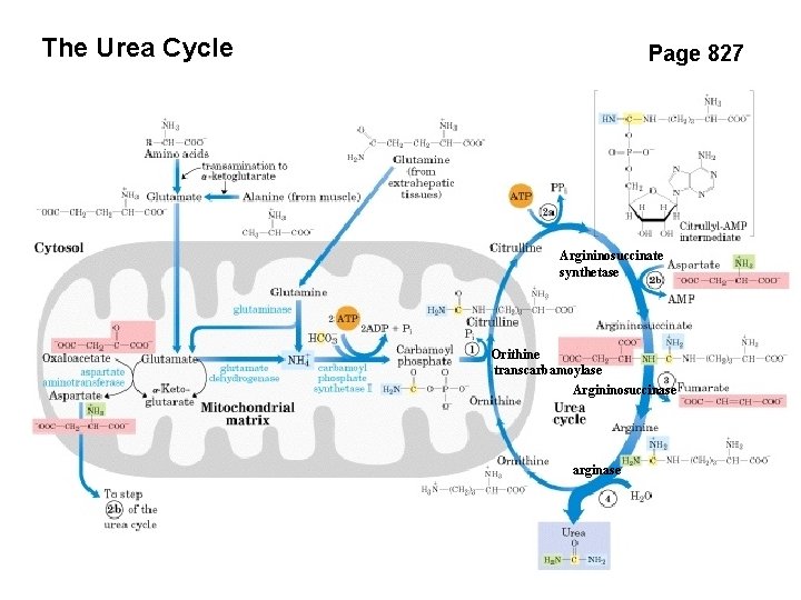 The Urea Cycle Page 827 Argininosuccinate synthetase Orithine transcarbamoylase Argininosuccinase arginase 