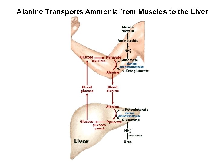 Alanine Transports Ammonia from Muscles to the Liver 