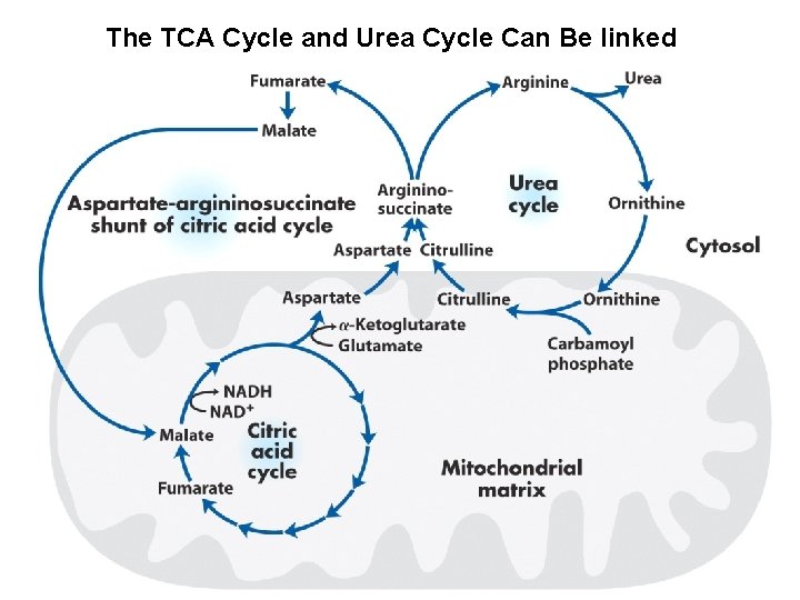 The TCA Cycle and Urea Cycle Can Be linked 