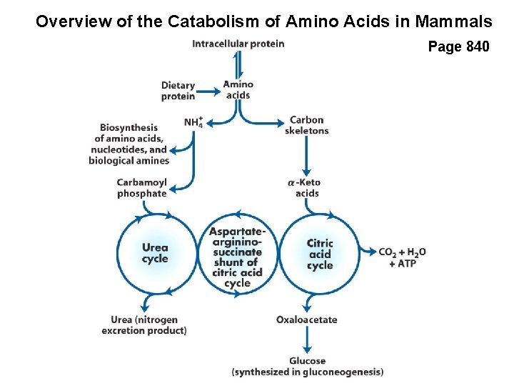 Overview of the Catabolism of Amino Acids in Mammals Page 840 