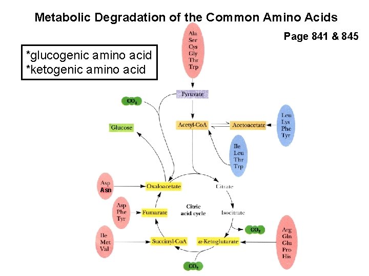 Metabolic Degradation of the Common Amino Acids Page 841 & 845 *glucogenic amino acid